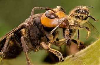 Invasion des frelons asiatiques